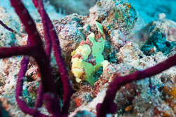 BD-150425-Maldives-8509-Antennarius-pictus-(Shaw.-1794)-[Painted-frogfish].jpg